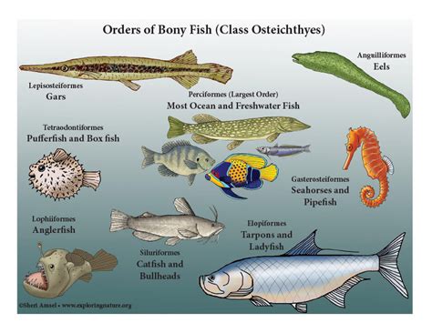 All About Bony Fishes .